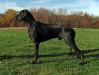 <span style="color: darkred">UKC CH</span> Autumn Royal Winning The Lotto <span style="color: darkblue">CGC</span>