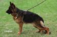 Orlie von United Hof
