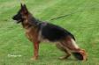 Nala von United Hof