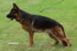 Maximus von United Hof