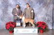 <span style="color: darkred">GCH CH</span> Vaca Valley's California Chrome <span style="color: darkblue">CGC</span>