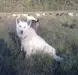 Fulga de Blindete