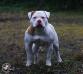  Ostwaybulls  Little Mouline of Epic Bullies