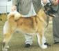 AKC CH Daijobu's Sherman