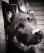 Godzilla Von Granville