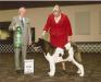 AKC GCH Liberty's Dr. Feelgood