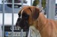 RoJCh , Multi CAC & CACIB , Boxer of year 2015 in Romania Ade-Box Caddy