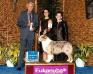 AKC GCH ASCA CH Windypine Autumn Storm