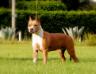 Amstaff Camarilha Mel de Melany