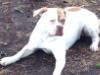 Roney Boy's Bullies Emma of Love AB Bull