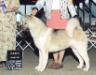 AKC CH Ringside's Baby Duesenberg