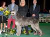 WW'11, CRUFTS WINNER Pitlochry's O'Bryan Orak