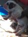 Big Mack's Bullys Dallas x Big Mack's Bullys Isis