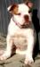 Molly of Belldog Kennel - Campana's American Bulldog