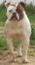 Zecca's Amanda of Bomberbulls