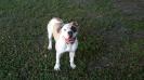 Lucy of Jam Up Bulldogs