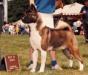 AKC CH Tobe's Apogee Goal For Gold