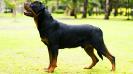 Zuzuk Castillo's Rottweilers