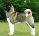 AKC CH Day Dream's If My Heart had Wings