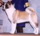 AKC CH TimberSky's The Thunder Rose