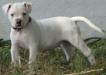 Boss AB's Heart of Glass aka Blondi of Masterbully