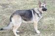 Remington Hoss Von Prinz