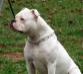 Gunslinger's November Rain of Masterbully