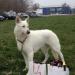 Chicago Nubika (Ahlitah Quest kennel)