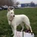 CH, JCH Chicago Nubika (Ahlitah Quest kennel)