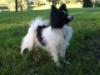 Papilio Rex Casper The Friendly Dog