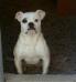 M&D's Bull Zara of BandM's Bull