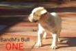 BandM's Bull ONE