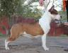 CLUB CHAMPION, T-1 Star's Yunion Zabava Putyatichna for Vyat Galena