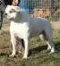 Divine bull's des loups d'aphrodite