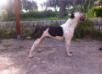 Bosco's bull olimpia