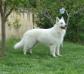 JCH/MCH/GCH/TOP-DOG Apache Zuni White Mountain