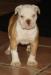  billy bulldog nela