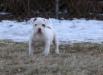 MoJo's Call Of Duty AKA Ghost