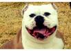 BIG DADDY BULLDOGS Dakota