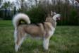 BISS, INT CH, MCH, MJCH, CW, MJCW, MBBIS Diva Hajndlberg's Alaskan Malamutes