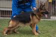 CAC,CACIB,CH SERBIA Banko-Maradona vom team Panoniansee