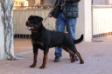 MULTI ECC,CAC,CACIB Arko Zara Cro Rott