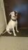 Pete`s Bulldog`s Eva Braun