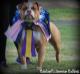 UKC GRAND CH & ABKC CH Blackwell's High Voltage