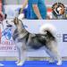 JWW, C.I.B., JCH.RU, CH.RU, GRAND, BREED, 4xRKF, 2xJCW, CW F’Konev-Bor Legacy Of Freya Srebrny Kiel