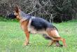 Yuma de Valdellera