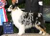 GCH CH (AKC) Copper Hills No Reservations