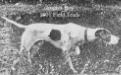 FIELD CHAMPION Jingo's Boy (1898) FD570 52231 V16