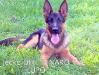Jacko Dell Dinaro Lupo