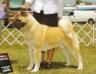 AKC CH Misty Mountain's Red Your Mind